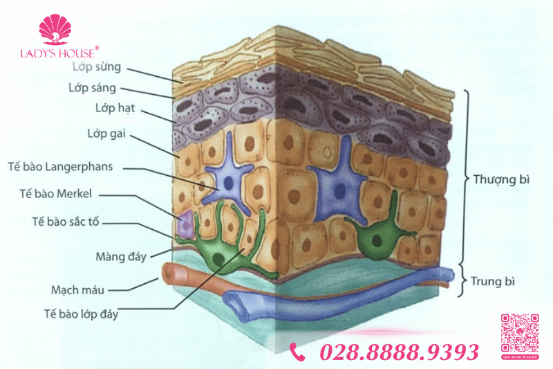 cấu tạo của lớp màng đáy